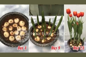 Trồng hoa tulip bằng củ: