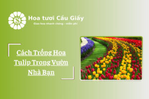 Cách Trồng Hoa Tulip Trong Vườn Nhà Bạn