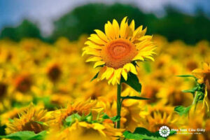 Ý nghĩa nổi bật về Hoa Hướng Dương