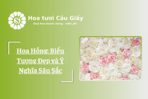 Hoa Hồng: Biểu Tượng Đẹp và Ý Nghĩa Sâu Sắc