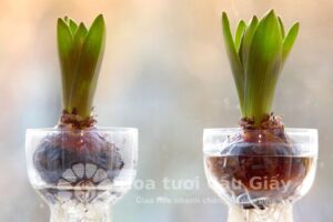 Trồng hoa tulip trong nước: