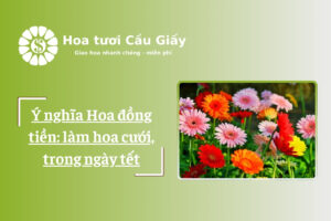 Ý nghĩa Hoa đồng tiền: làm hoa cưới, trong ngày tết