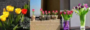 Cách trồng hoa tulip tại nhà