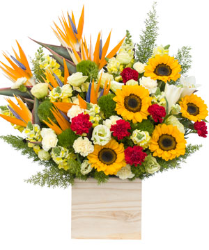 Hoa hướng dương