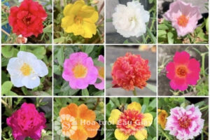 Màu hoa mười giờ phổ biến