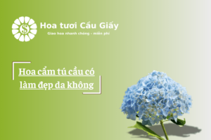 Hoa cẩm tú cầu có làm đẹp da không