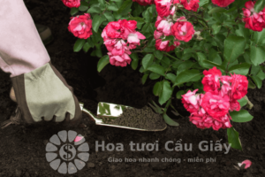 Thực hiện trồng bông hoa hồng