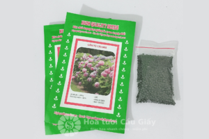 Hạt giống hoa cẩm tú cầu