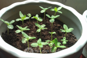 Cây giống cẩm tú cầu