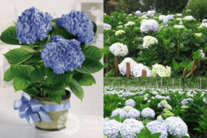 Trồng cây vào chậu hoặc vườn