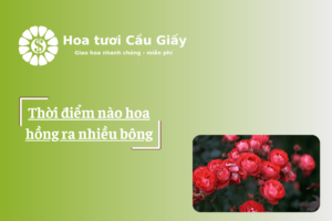 Thời điểm nào hoa hồng ra nhiều bông