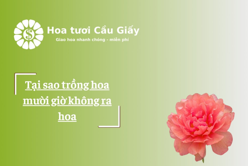 hoa mười giờ