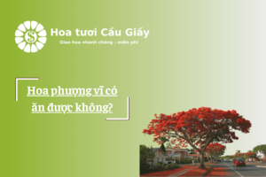 Hoa phượng vĩ có ăn được không?