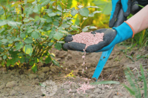 Bón phân đầy đủ giúp hoa hồng ra nhiều bông