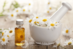 Hoa cúc trắng la mã