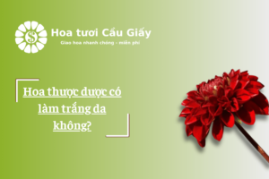 Hoa thược dược có làm trắng da không?