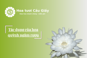 Tác dụng của hoa quỳnh ngâm rượu