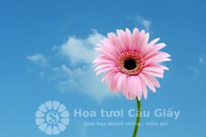 Cách làm hoa đồng tiền bằng kẽm nhung