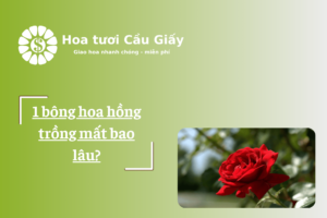 1 bông hoa hồng trồng mất bao lâu?