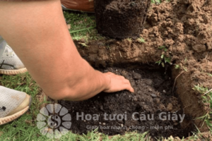 Đào hố đất trồng hoa hồng