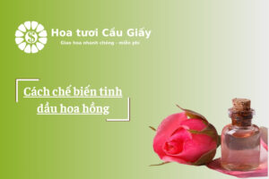 Cách chế biến tinh dầu hoa hồng