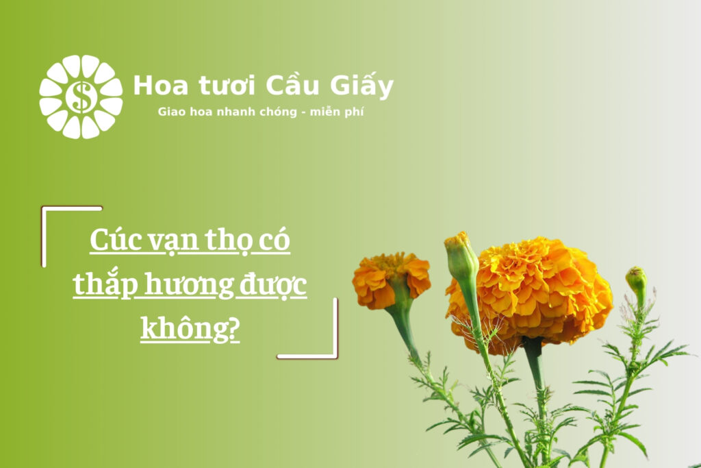 Cúc vạn thọ có thắp hương được không?