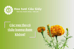 Cúc vạn thọ có thắp hương được không?