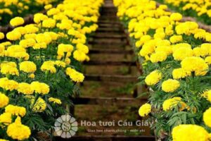 Sân vườn hoặc ban công