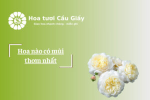 Hoa nào có mùi thơm nhất