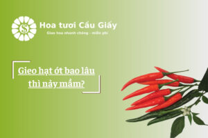 Gieo hạt ớt bao lâu thì nảy mầm?