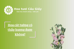 Hoa cát tường có thắp hương được không?
