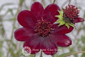 Hoa chocolate cosmo