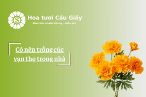 Có nên trồng cúc vạn thọ trong nhà