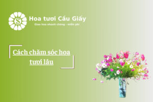 Cách chăm sóc hoa tươi lâu