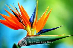 Ý nghĩa của hoa thiên điểu