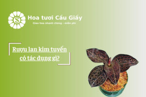 Rượu lan kim tuyến có tác dụng gì?